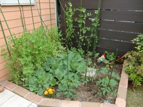 ～夏野菜の登場～　家庭菜園状況9