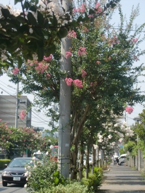 暑さに負けない街路樹”サルスベリ”