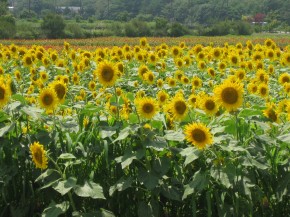 夏の思い出『ひまわり』