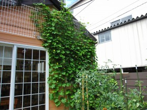 ～秋から始める家庭菜園～　家庭菜園状況29