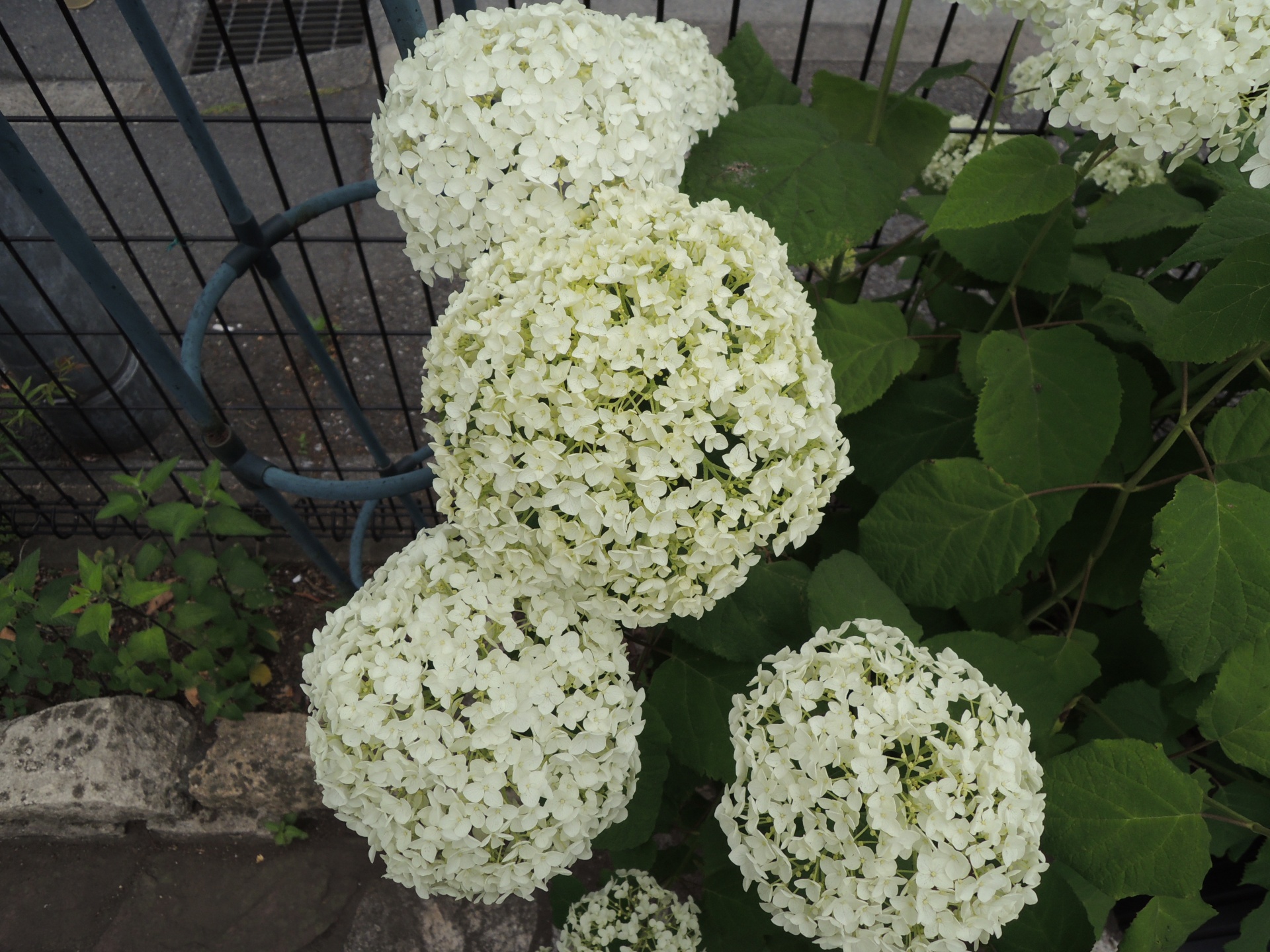 ６月に咲くお花といえば…