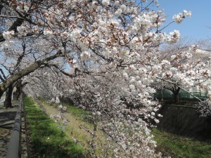 桜・さくら・満開の春！！