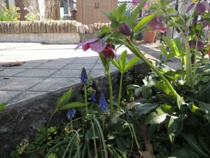 次々に開花・春を告げる花達　①