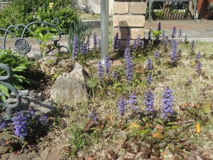 次々に開花・はるの花達　②