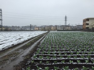 寒さにびっくり花も凍える雪降る４月の朝