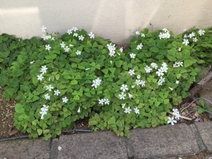 次々に開花・春のはな達　③