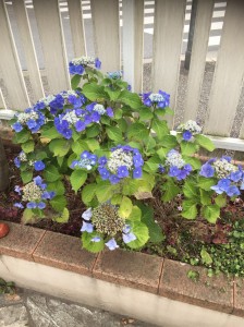 梅雨休み・激しい気温上昇は体調不良にご注意を！！